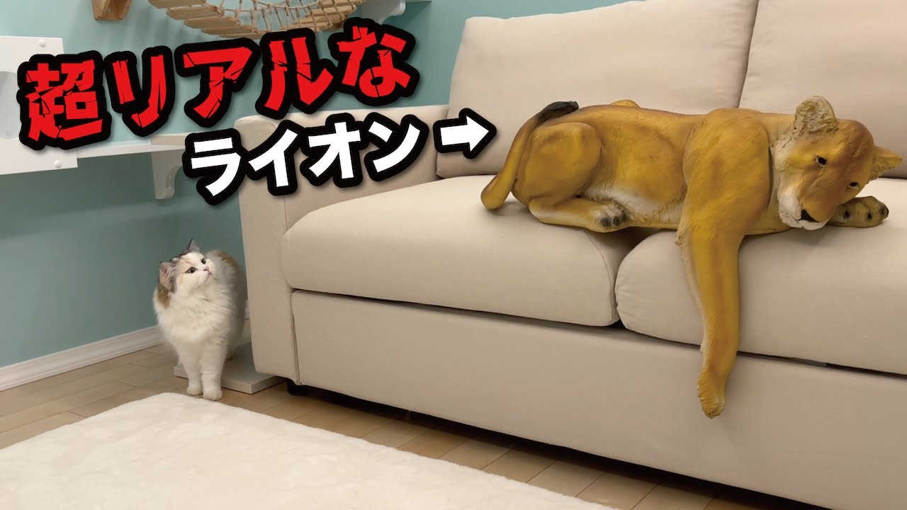 部屋の中にガチすぎるライオンがいたときの猫の反応が面白すぎた笑【関西弁でしゃべる猫】【猫アテレコ】