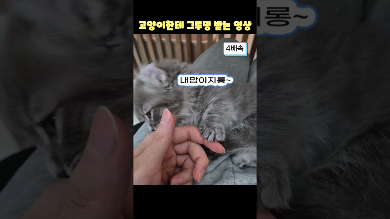 그저 아기 고양이한테 그루밍 받는 영상 #catshorts