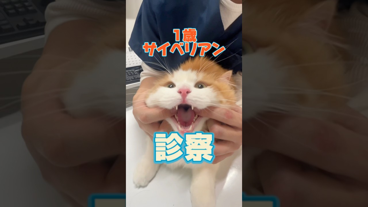 健康診断をしに1歳のサイベリアンが動物病院にやってきた！