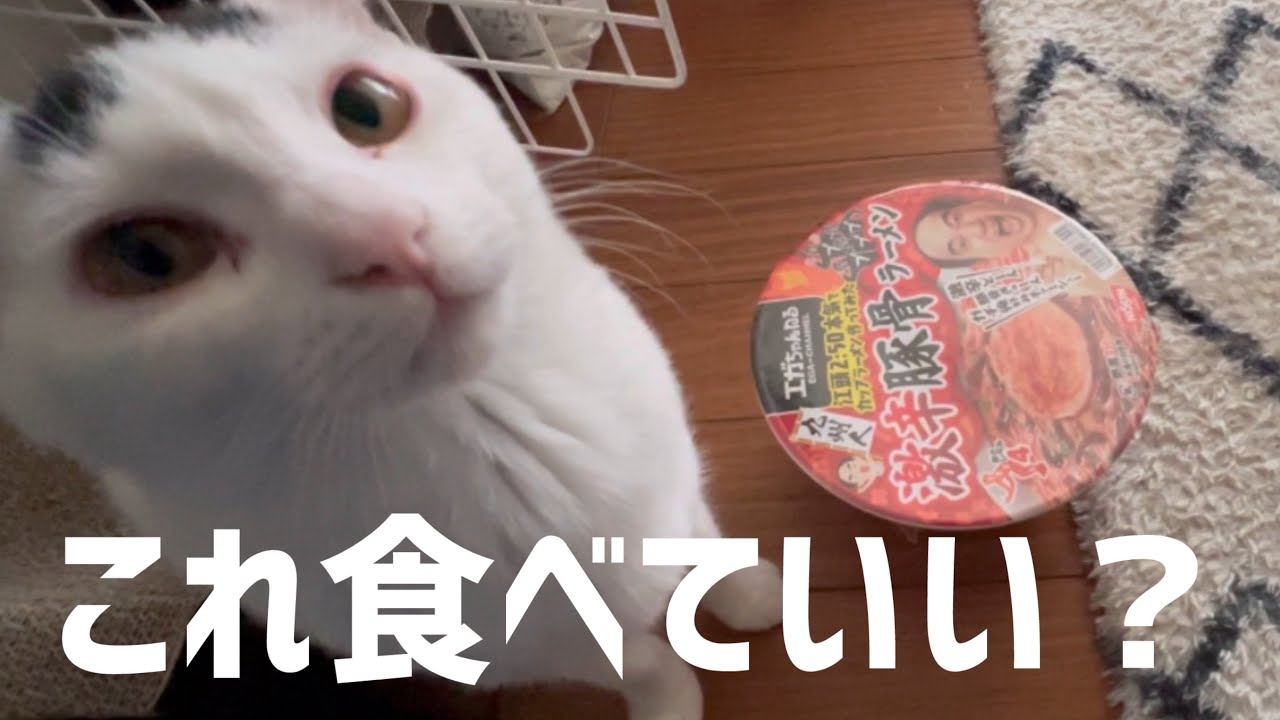 お腹を空かせた猫にエガちゃんラーメン見せてみたら…#保護猫 #ネコ #ミルねーさん #猫のいる暮らし