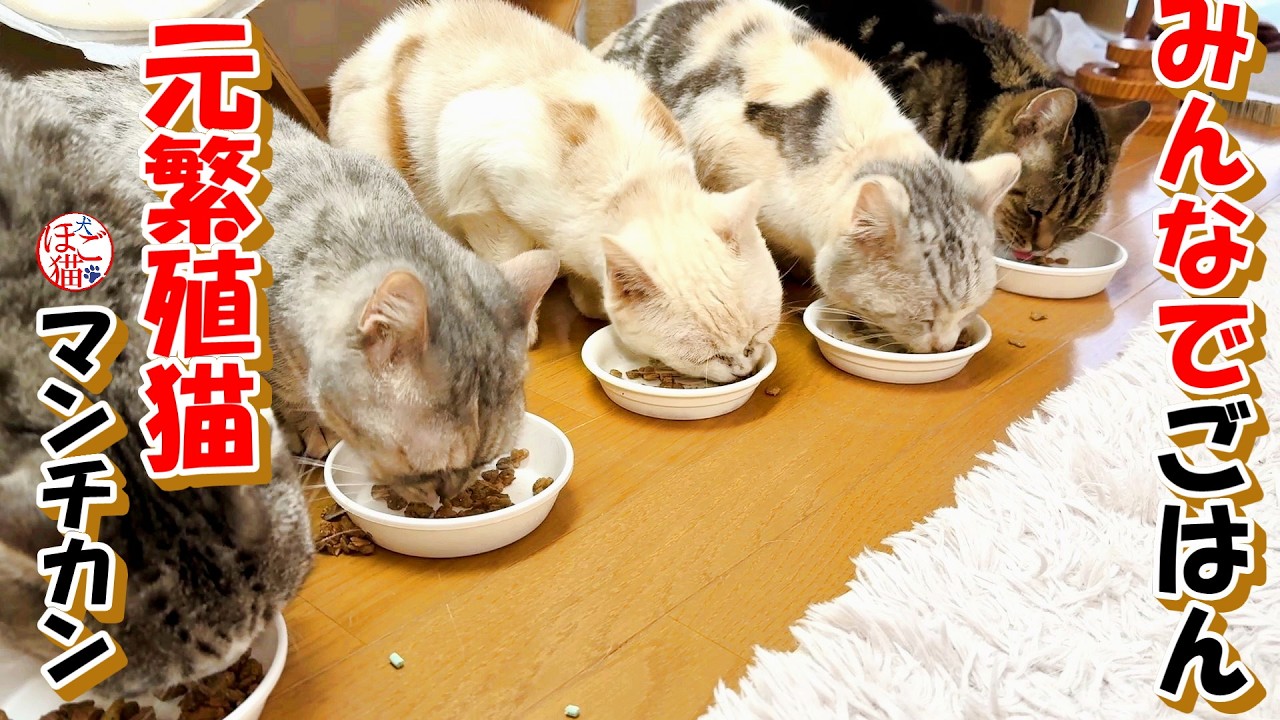 【保護猫】ブリーダーからレスキューしたマンチカン達みんなでごはん＋おまけコーナー