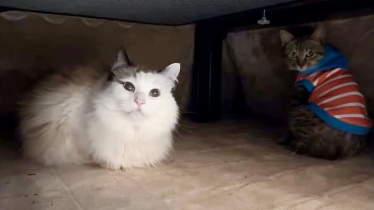 保護子猫タラちゃん初めての和室ライブwithすーちゃん