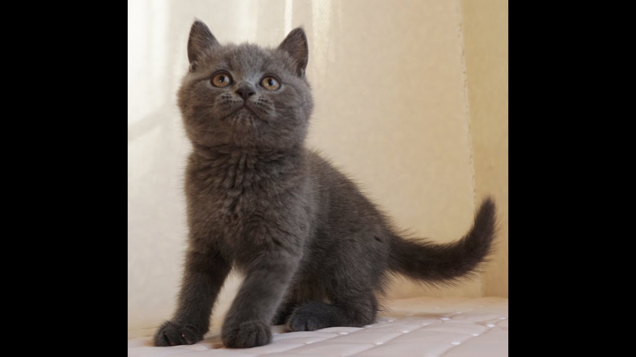 セルカークレックス子猫　Selkirk Rex　2024.12.6産まれ　ブルー　ストレート　男の子　シーダキャット猫のお店