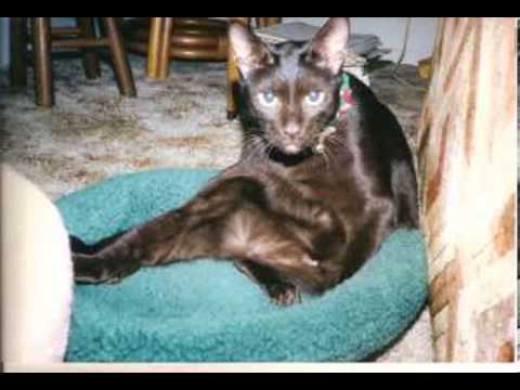 havana brown cat adoption