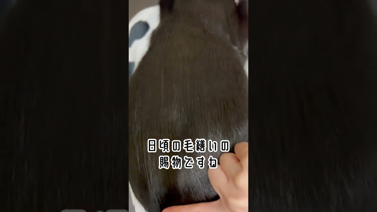 ブラッシングでうっとり　relax with brushing