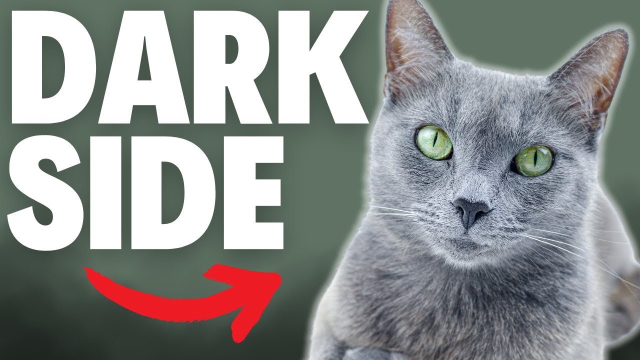 What NOBODY Tells You About Russian Blue Cats...