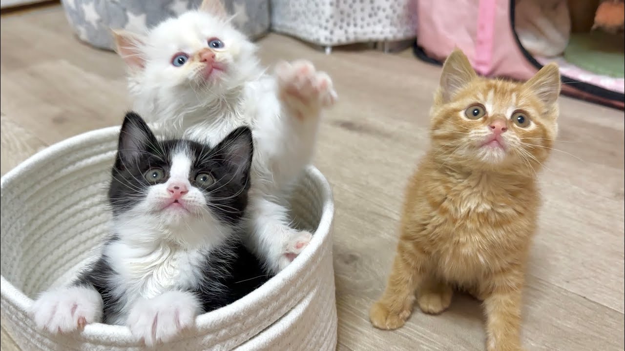 ひとりぼっちだった子猫がすっかり兄弟の一員に  【お祭り兄弟日記#7】One kitten joins her siblings.