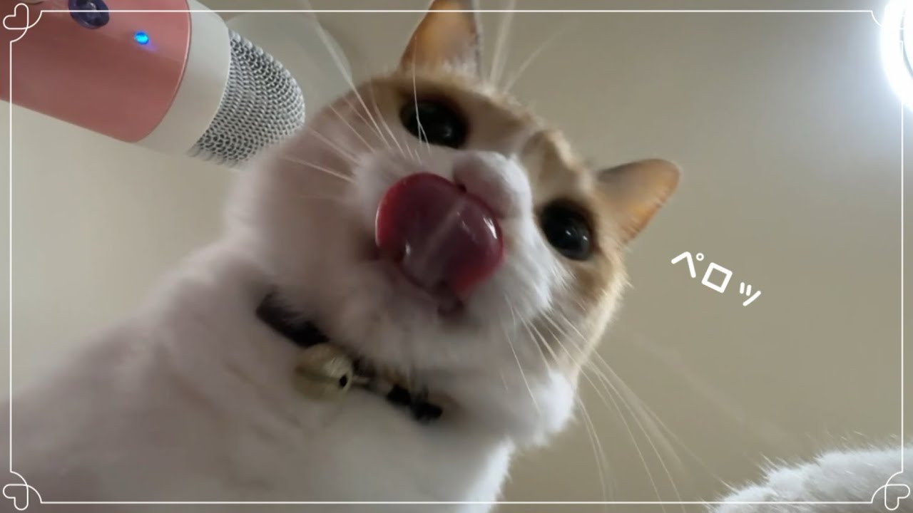 【ASMR】🎧ちゅーるを舐める猫を下から見てみた🐈 Cats licking creamy treats on glass table