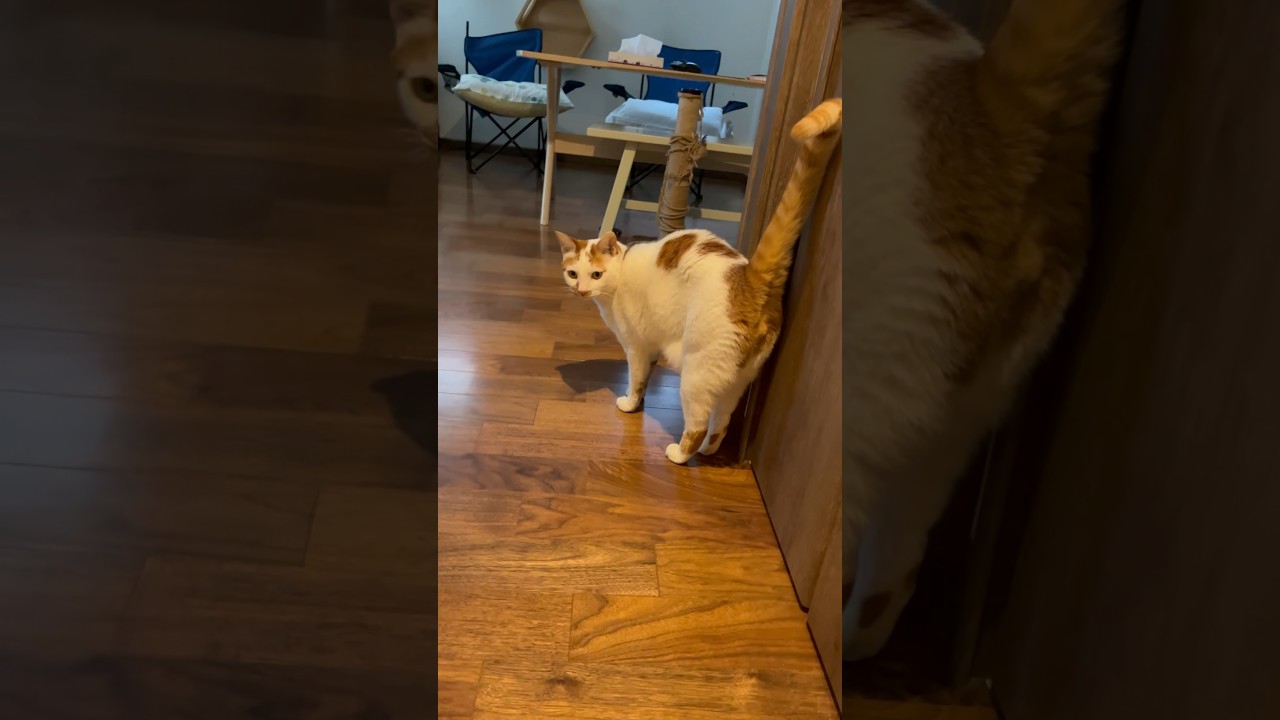 起きるのを待ってた猫 #cat #保護猫 #日本猫