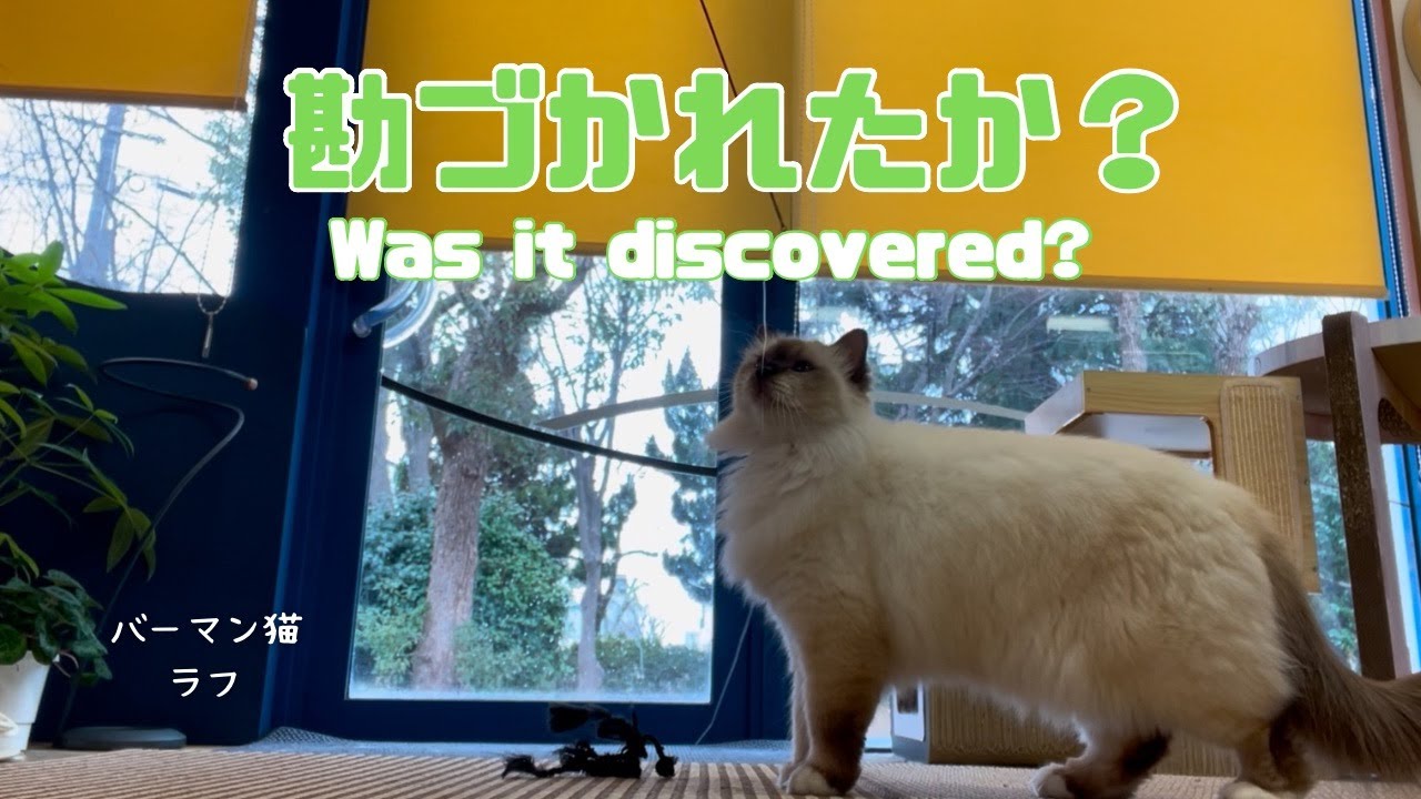 バーマン猫ラフ【勘づかれたか？】Was it discovered?（バーマン猫）Birman/Cat