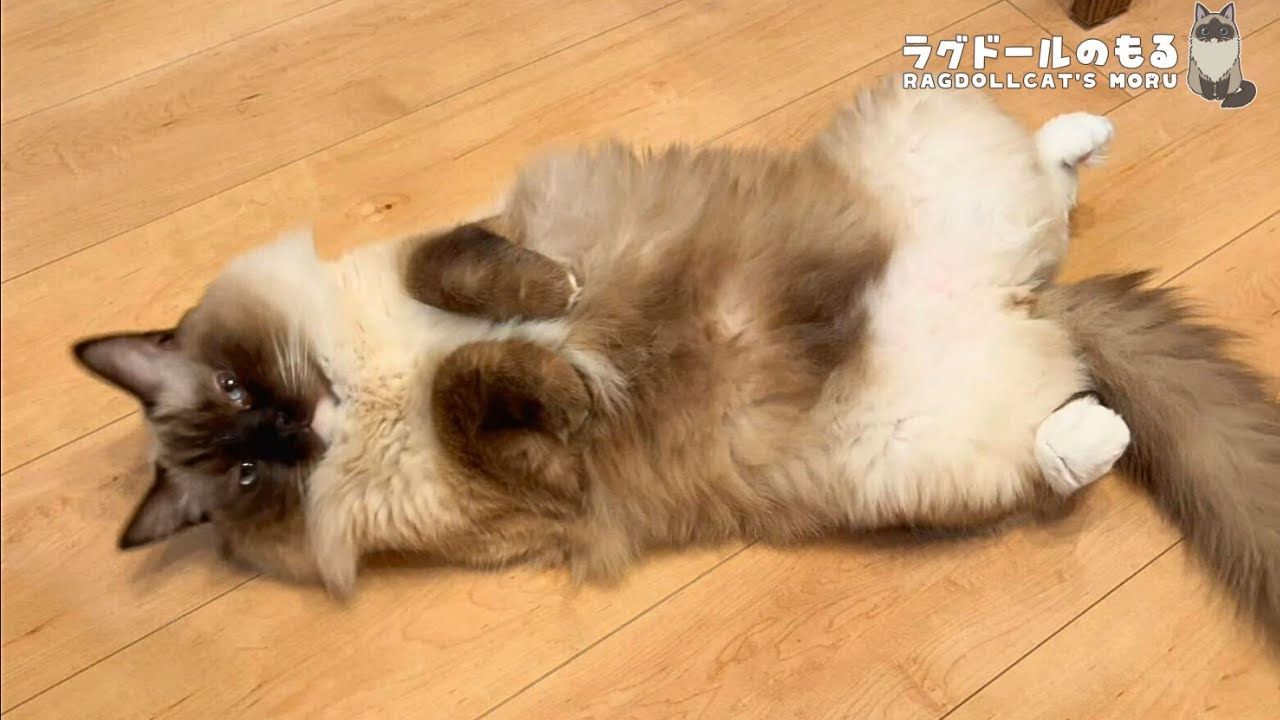 寝ている猫にパパが帰ってくることをつたえたらカワイすぎたw