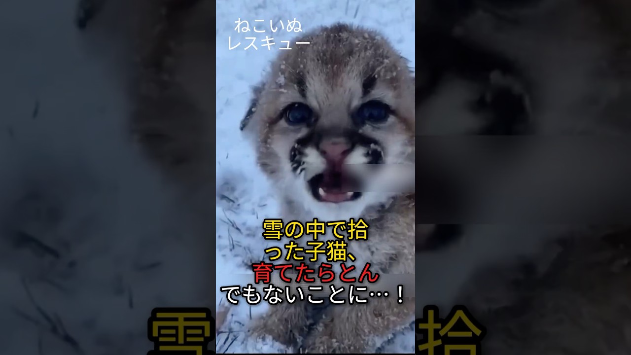 雪の中で拾った子猫、育てたらとん でもないことに…！