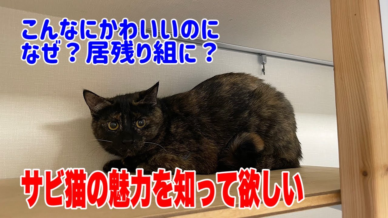 こんなに賢くてかわいい猫さんが居残っているというのはなぜ？
