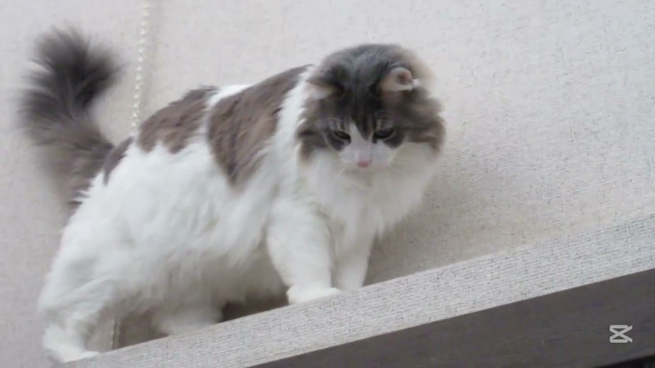 目指せモモ20歳～お気に入りの衣装ケースを廃棄せず劣化部分のお掃除して猫ののアジトにしたお話😻バレンタインチョコのオマケ付き🍫＃廃物利用＃猫のハンモック