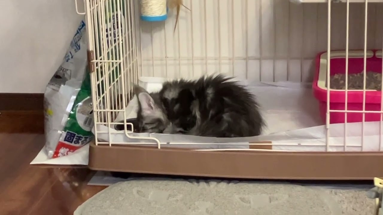 メインクーン子猫サラビちゃんお渡し