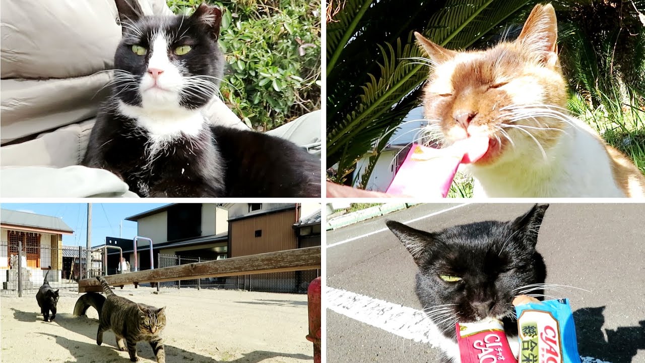 【ワレニャン】寒波襲来２度目、猫を見回る氷点下2℃の朝 The second cold wave of year, a morning of -2°C as I check on the cats