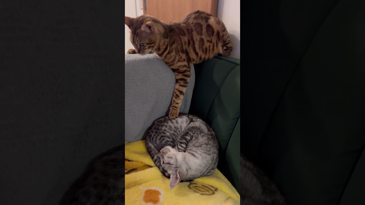 ユキオにちょっかいかけるシンタロー😹#癒し動画 #癒し系猫 #cat #bengalcat #ocicat #ベンガル