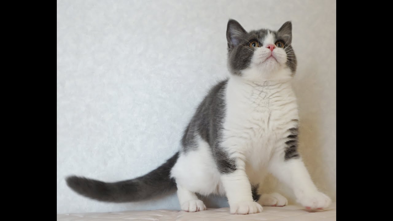 ブリティッシュショートヘアー子猫　British Shorthair　2024.10.18産まれ　ブルー&ホワイト　男の子　シーダキャット猫のお店