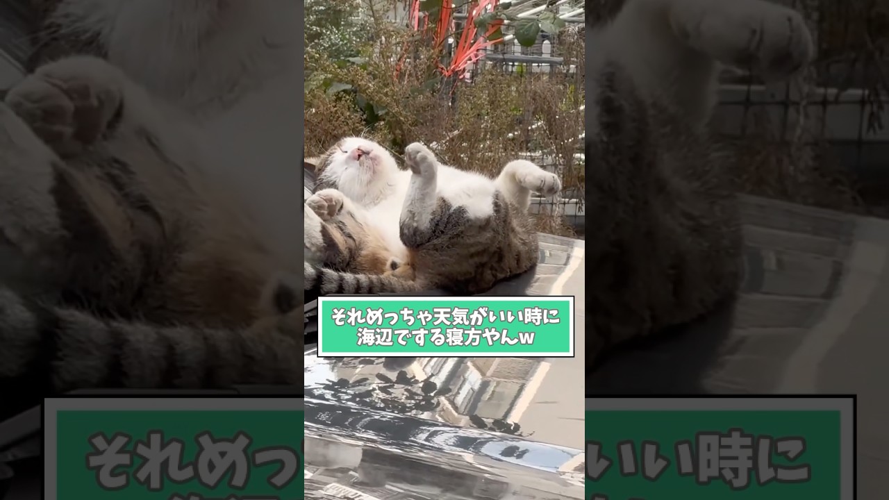 ネコさんの動画見て笑ったら寝ろwwwwww