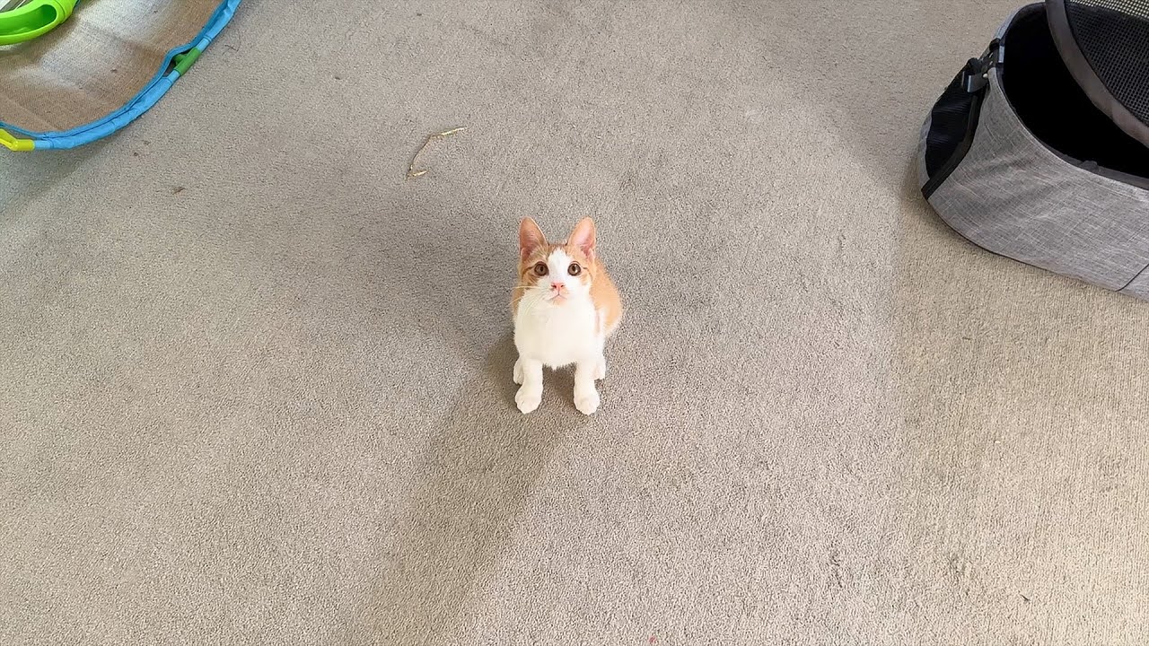 子猫がいました。