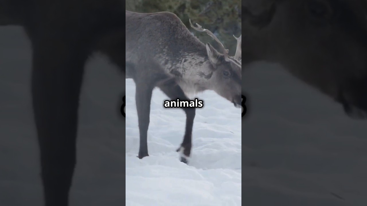 What Makes SNOWSHOE Animals So Funny?  #amazingfacts #wildanimalfacts #animals #facts #wildlife