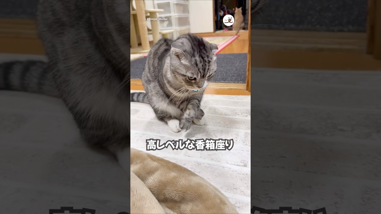 高レベルな香箱座りの仕方｜PECO #スコティッシュフォールド #猫 #愛猫家 #猫のいる暮らし #scottishfold #cat #catlover #catlife