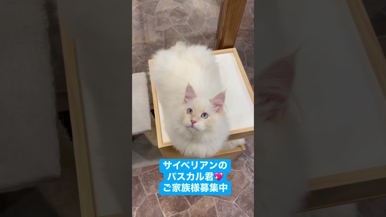 抱っこができる#サイベリアン の#子猫 😻世界チャンピオン血統のパスカル君🩷珍しいカメオ・クリーム(レッド・シルバー)のお色で肉球&お耳はピンク色🩷ご家族様募集中#ペットショップ