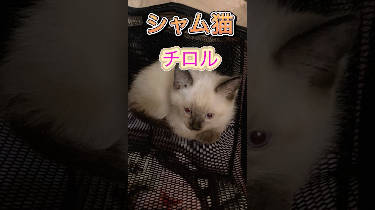 #music #シャム猫チロル#シャム#チロル#猫のいる暮らし #仲良し #cat #ねこ #かわいい #こねこ