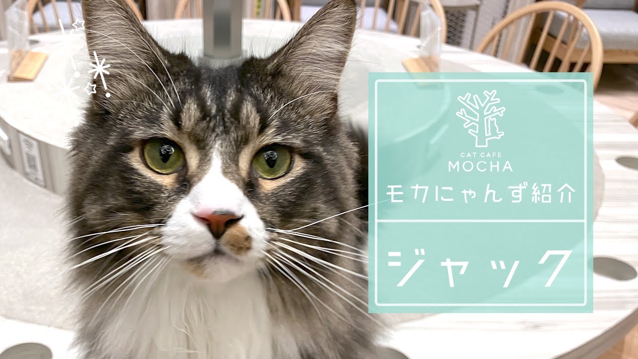 ジャック（メインクーン♂）高崎店