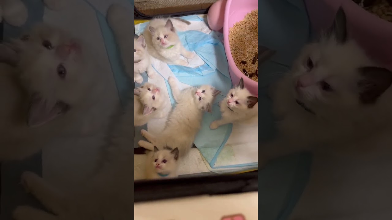 ラグドール この子猫はとても可愛らしく、性格も穏やかで優しそうです