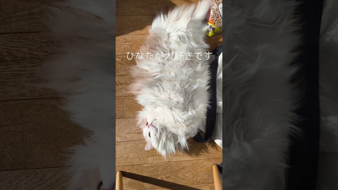 【猫のいる暮らし】#cat #ペルシャ#スコティッシュフォールド #猫