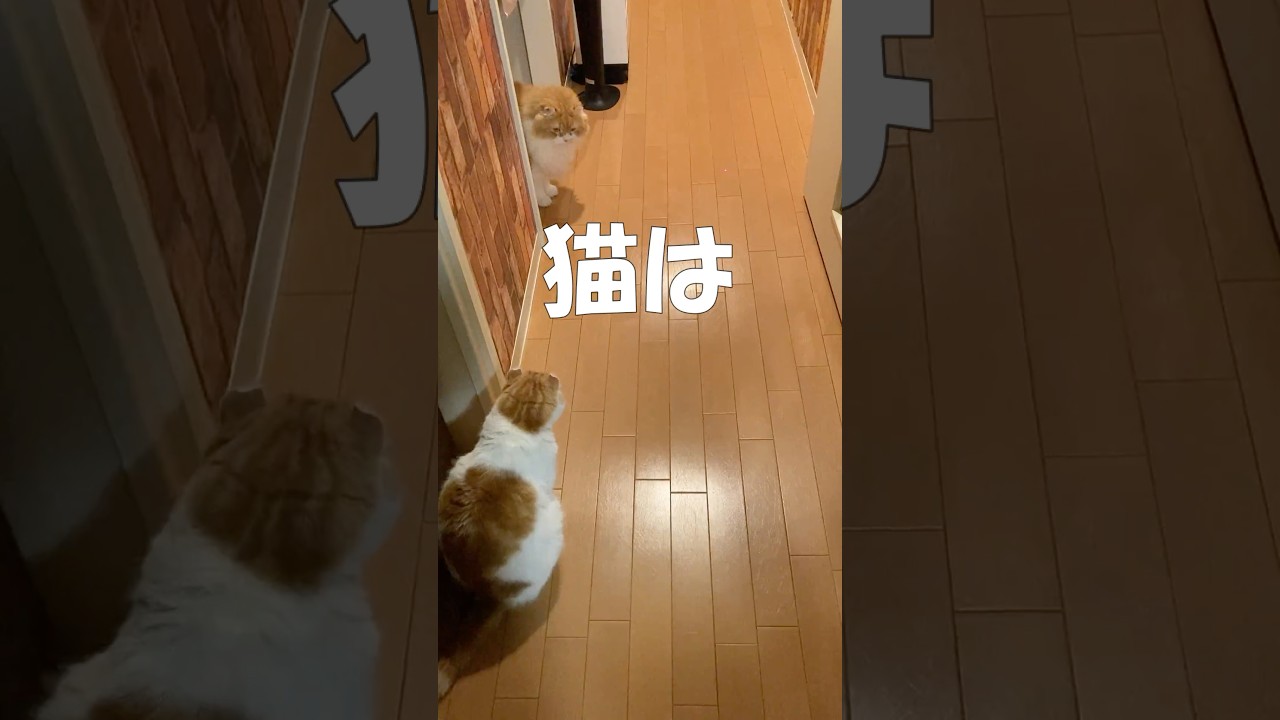 ＬＥＤポインターで遊ぶ  #cat #猫のいる暮らし #アメリカンカール