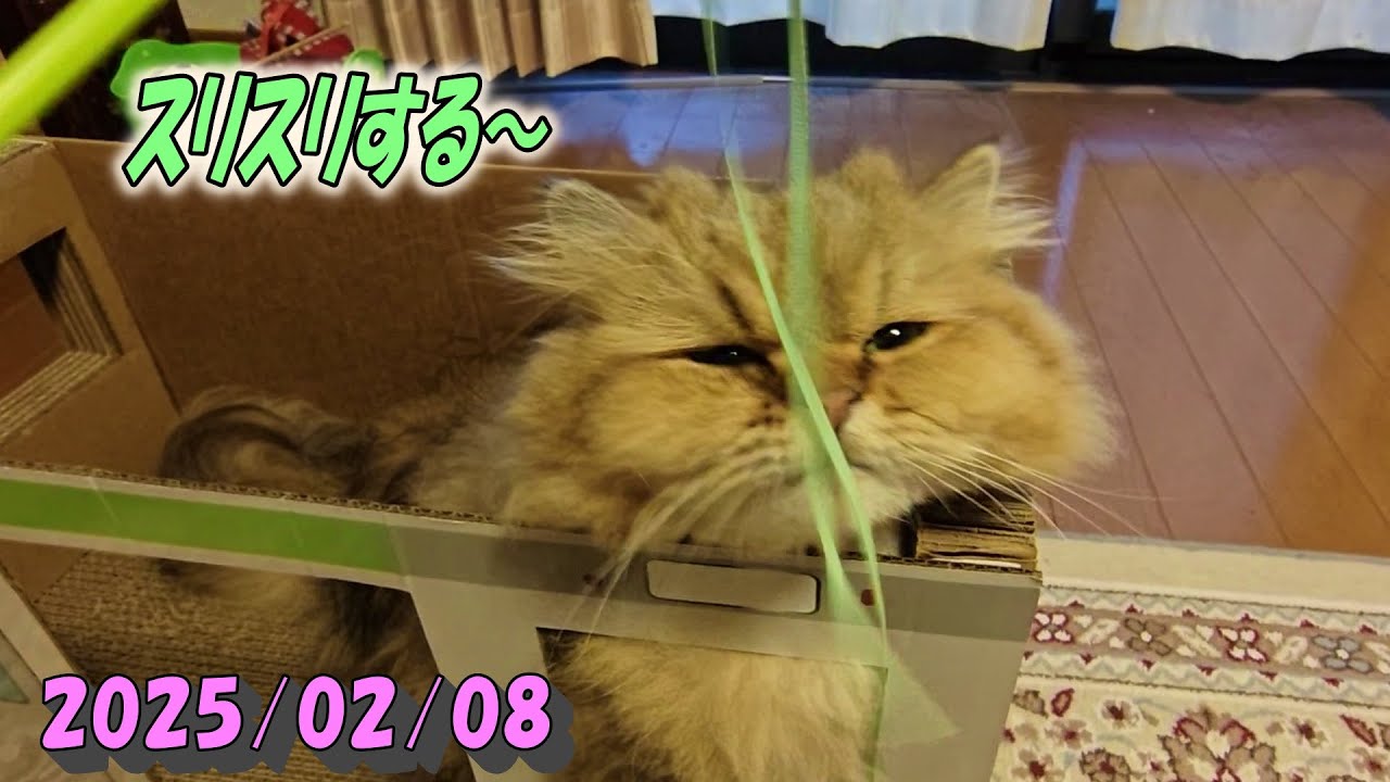 眩しいほどの日射しから逃げいろんな所に擦り擦りするひとみ　Persian cat Hitomi's relaxing days 2025/02/08