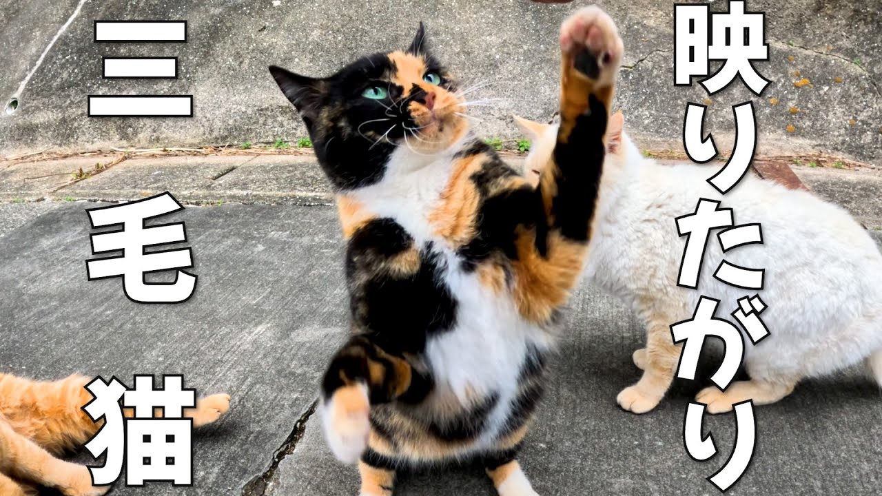 映りたがりの三毛猫が可愛い