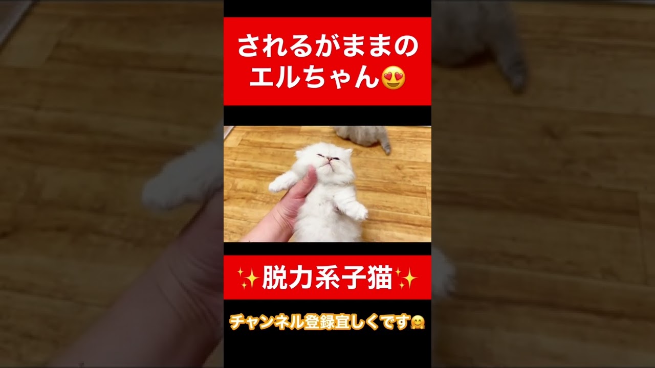 【子猫の成長記録】 #shorts #マンチカン #子猫 #ミヌエット