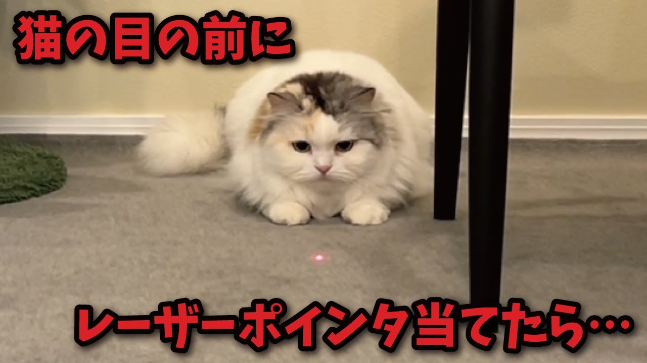 猫の目の前にレーザーポインタ当てたら反応が可愛すぎて悶絶しました【関西弁でしゃべる猫】【猫アテレコ】
