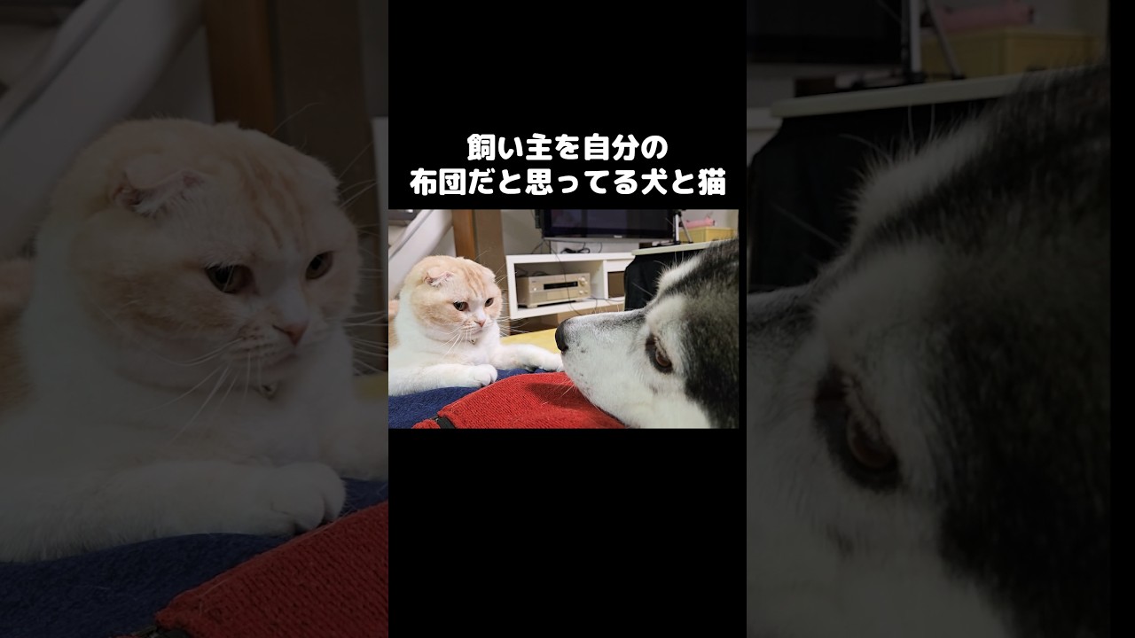 飼い主を自分の布団だと思ってる犬と猫はこうなる...#shorts