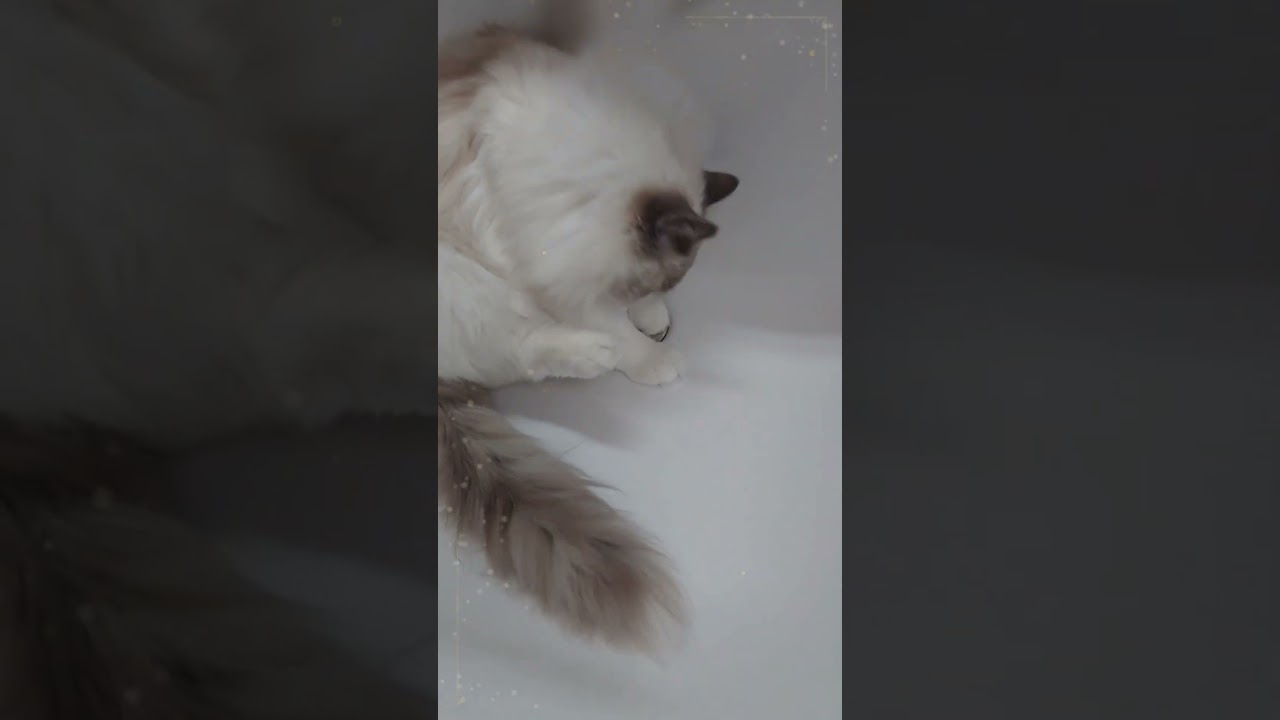どうにもとまらない #cat #猫のいる暮らし #ラグドール