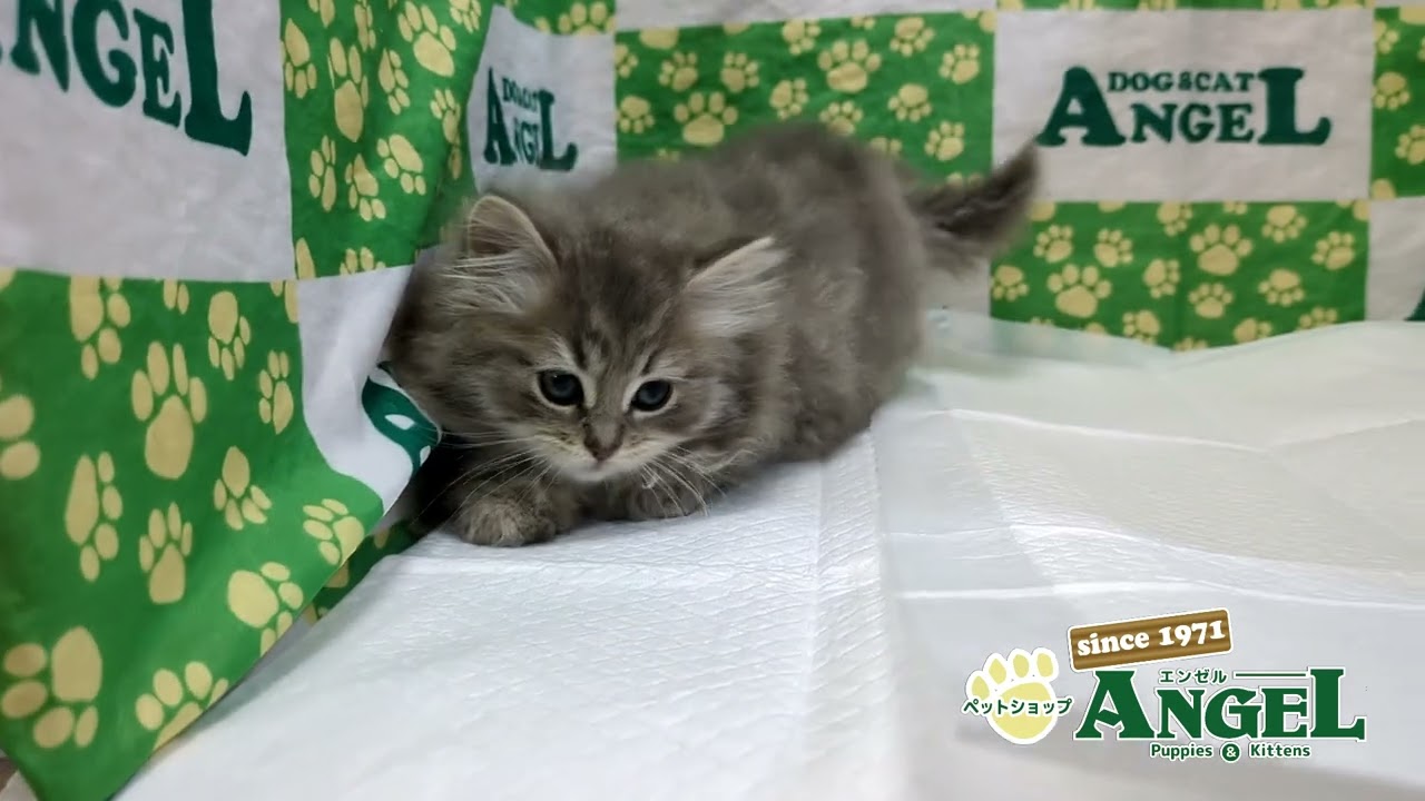 スコティッシュフォールド 2501031 【ペットショップエンゼル　子犬・子猫販売】