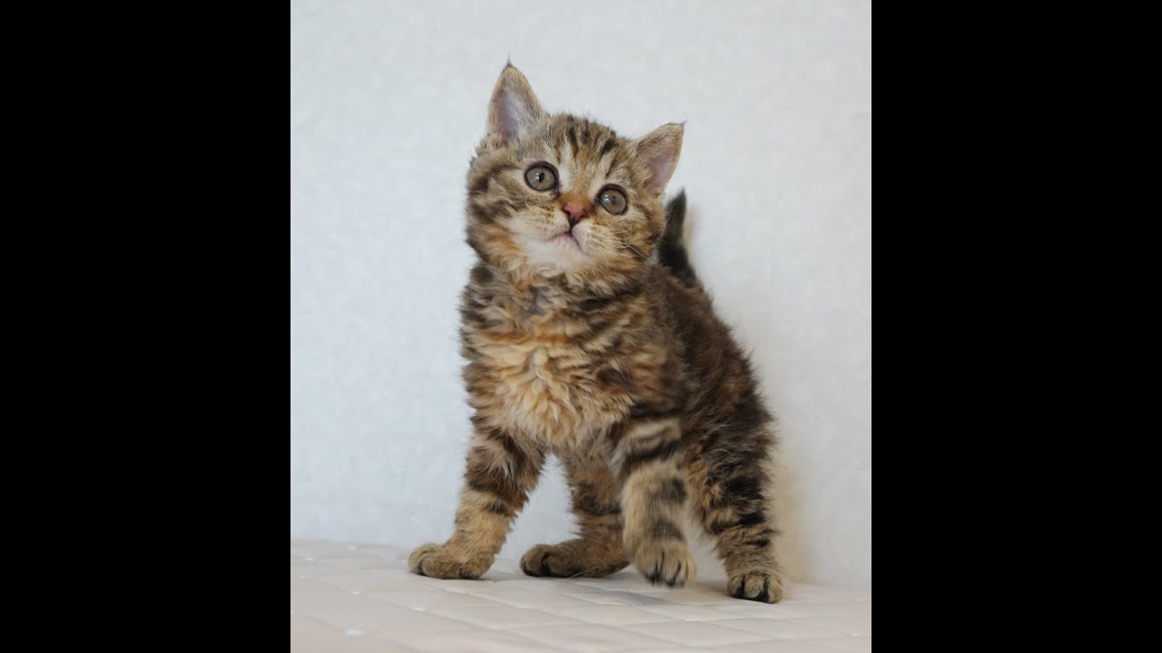 セルカークレックス子猫　Selkirk Rex　2024.12.6産まれ　ブラウンタビー　巻き毛　女の子　シーダキャット猫のお店