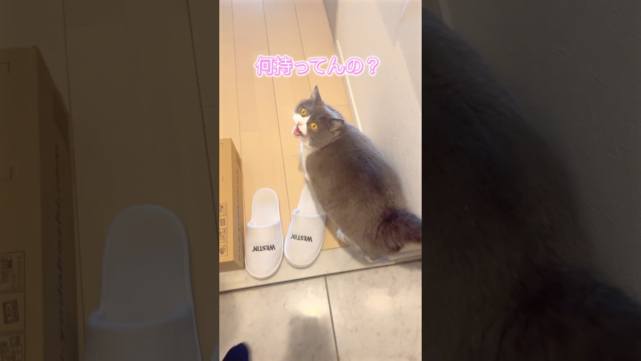 とにかく家にいて欲しい猫#猫 #cat #ブリテッシュショートヘアー #猫のいる暮らし #ねこ #お出迎え猫 #お留守番猫