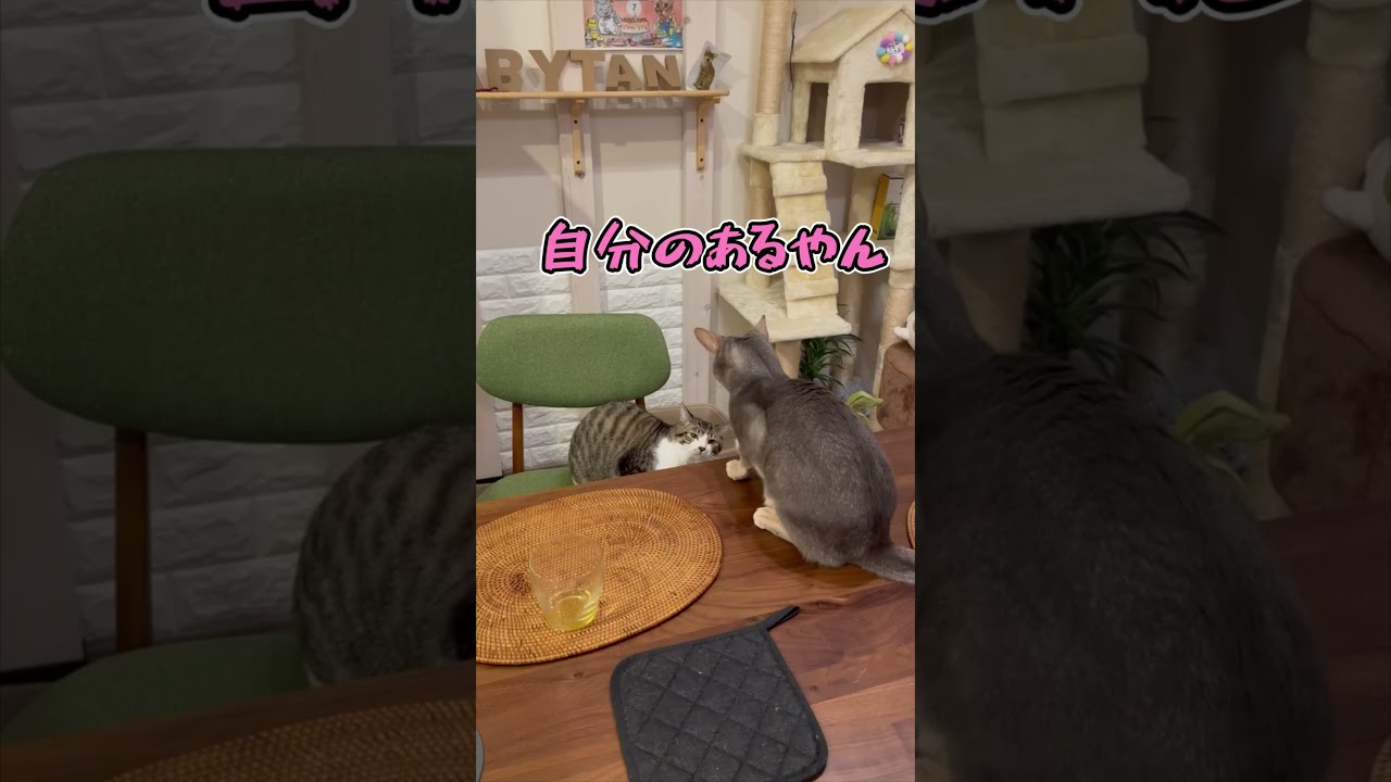 ニャン斗の拳10 #shorts #猫 #アビシニアン