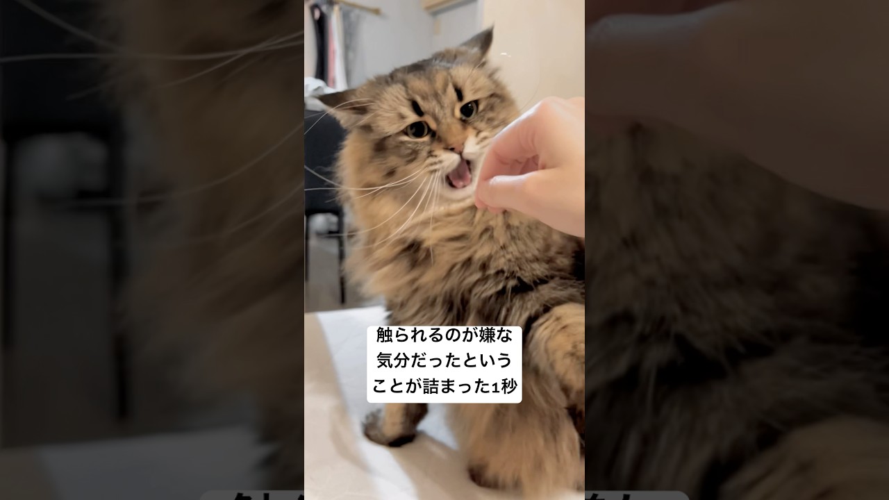 それ以上触ると噛むぞ！！ #猫 #サイベリアン #鳴き声