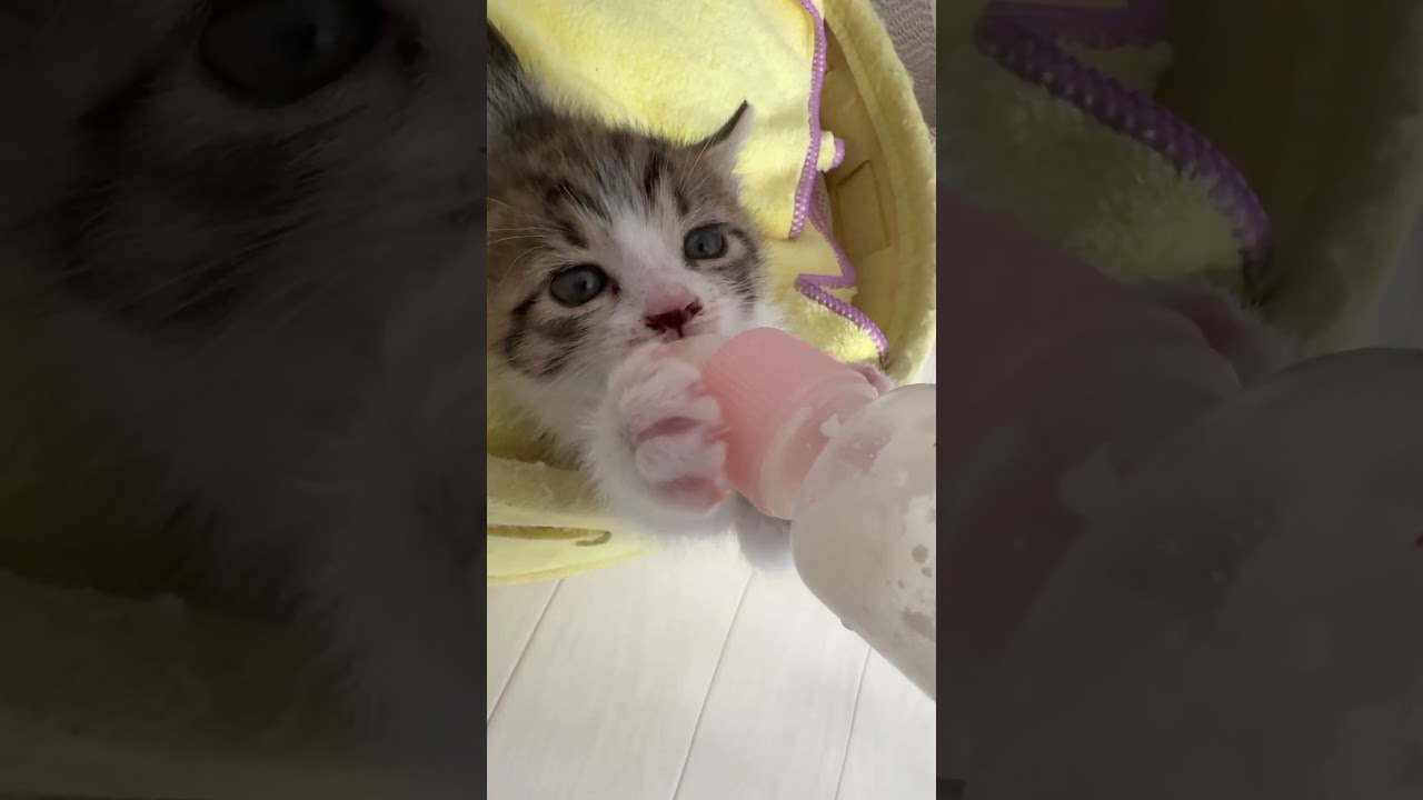 夢中でミルクに吸いつく生後4週間の保護子猫 #shorts  #子猫保護 #子猫動画