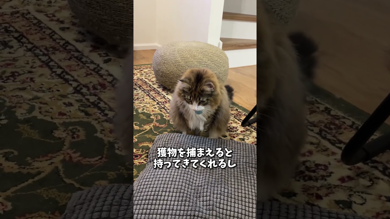 犬みたいな猫！人間が好きすぎるノルウェージャン　#cat  #猫 #北欧猫 #ノルウェージャンフォレストキャット