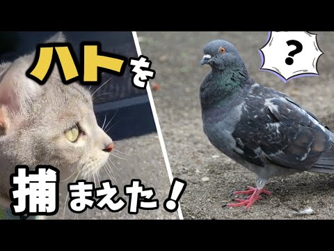【念願】猫が鳩を捕まえたのだが…