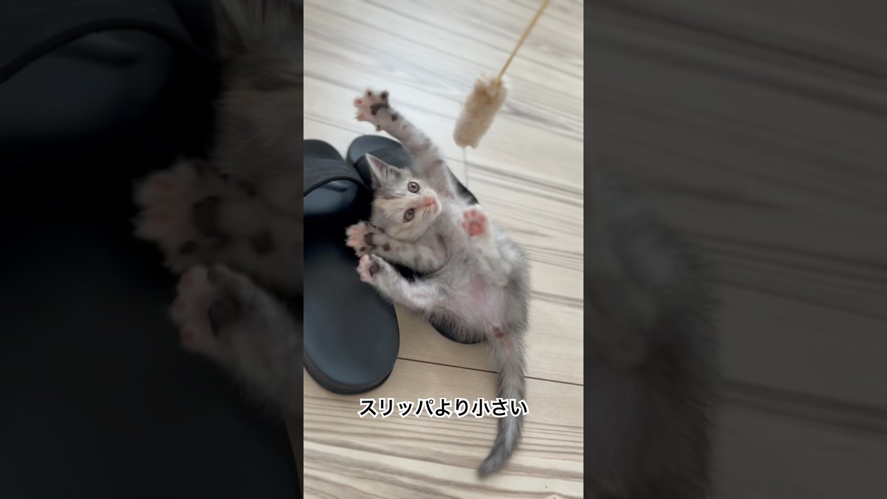 保護して9ヶ月の振り返り　　#パステルサビ猫 #保護猫#cats #shorts #catlife