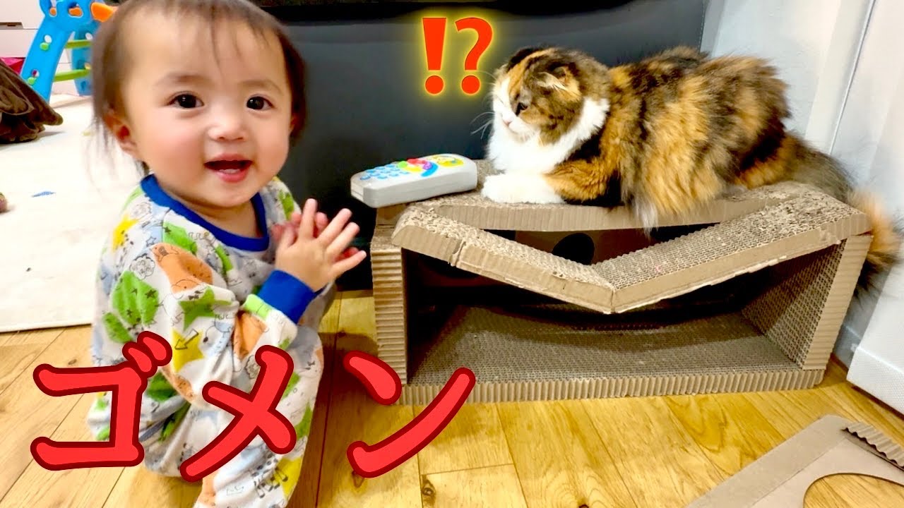 猫ハウスを崩壊させて謝罪する1歳娘と気にしない猫　保護猫　スコティッシュフォールド