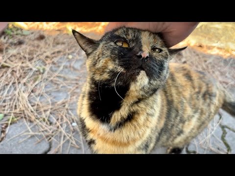 出迎え鳴いて甘え上手な綺麗な瞳のサビ猫琥珀ちゃん