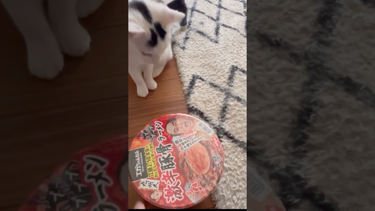 お腹の空いた猫にご飯を！カップ麺はダメ。#保護猫 #ねこ #猫のいる暮らし #ミルねーさん #shorts